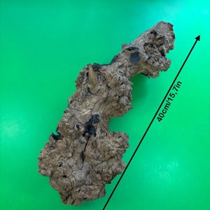 Wild Olive Burl Root Wood Blank | Rustic Live Edge Carving Sculpture (40cm/15.7in)