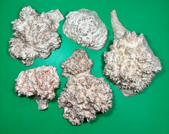 Linden Burl Wood Pieces, Unique Texture, Ready to Work (5pcs)