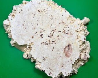 Maple Burl Wood Slab, Live Edge (14x10 in)