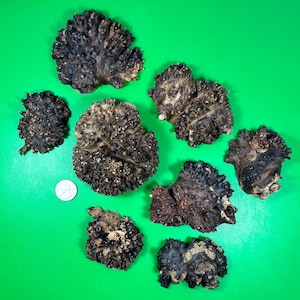 Wild olive burl 8 pcs. Burl wood. Live edge wood. Epoxy art.Burl wood. Resin casting. Stabilisation. Raw wood. DIY project. Wild olive slab