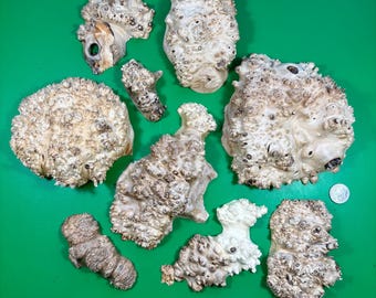 Madera de arce pequeña, 9 piezas