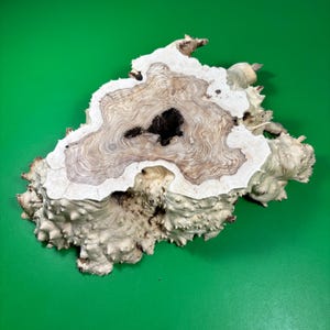 Könnte beinhalten: Eine einzigartig geformte Holzplatte in hellbraunen und weißen Farbtönen. Das Holz weist eine dunkle Mitte und komplizierte Maserungsmuster auf, mit einem strukturierten, unebenen Rand. Der Hintergrund ist einfarbig grün.
