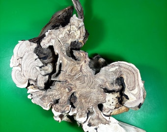 May include: A large piece of driftwood with a unique, swirling grain pattern. The wood is light brown and white with dark brown accents. The wood has a natural, rustic look.
