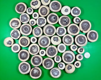 May include: A collection of wood slices with varying sizes and patterns. The slices are arranged in a circular pattern on a green background. The wood is a light brown color with dark brown rings.