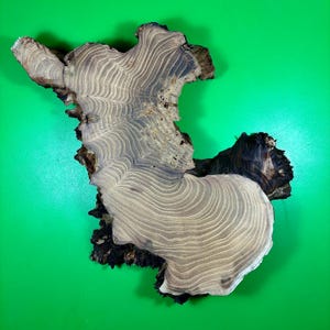May include: A natural, irregularly shaped wooden slab with a light brown centre and dark brown edges. The wood grain is visible, with concentric rings. The background is a solid green.