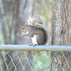 Squirrel Photography digital download by. Carmen Medina Photography.