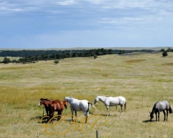 May include: Four horses in a field. Two brown horses, one white horse, and one gray horse. The horses are standing in a grassy field with a blue sky in the background.