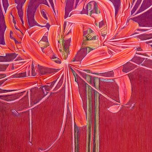 Cherry Red Spider Lily Lycoris Print | Watercolor Botanical Poster | Floral Wall Art | Japanese Flower Illustration | Fall Autumn Artwork