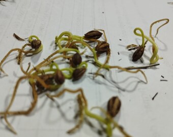 I semi di Erythroxylum germinati sono germogliati al 100%.