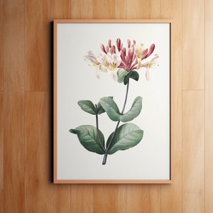 Honeysuckle Botanical Print, Wall Decor, Giclee, Redoute Botanical Art, Flower Print, Vintage Botanical, Pierre-Joseph Redouté