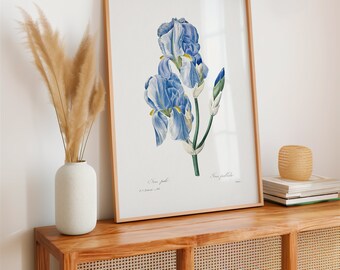 Impresión botánica azul, decoración de pared, Giclee, arte botánico Redoute, estampado de flores Iris Pallida, botánico vintage / por Pierre-Joseph Redouté Art