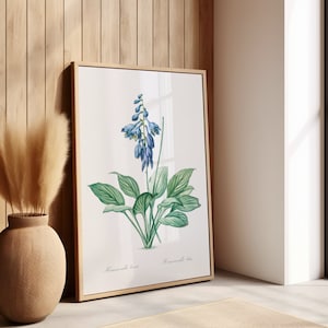 Blue Botanical Print, Wall Decor, Giclee, Redoute Botanical Art, Daylily Flower Print, Vintage Botanical | by Pierre-Joseph Redouté