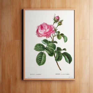 Watercolor Pink Rose, Botanical Print, Wall Decor, Giclee, Redoute Botanical Art, Rose Print, Vintage Botanical, Pierre-Joseph Redouté