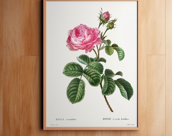 Könnte beinhalten: Eine botanische Illustration im Vintage-Stil einer rosa Rose mit grünen Blättern und Knospen. Der Text "ROSA centifolia" und "ROSE à cent feuilles." ist unter dem Bild gedruckt.