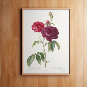 Purple French Rose, Botanical Print, Wall Decor, Giclee, Redoute Botanical Art, Flower Print, Vintage Botanical, by Pierre-Joseph Redouté