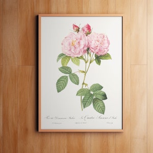 Watercolor Pink Rose, Botanical Print, Wall Decor, Giclee, Redoute Botanical Art, Roses Print, Vintage Botanical, Pierre-Joseph Redouté