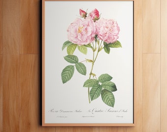 Könnte beinhalten: Eine Vintage-botanische Illustration einer rosa Rose mit grünen Blättern. Das Bild ist betitelt "Rose Damascena Stature" und "Les Quatre Saisons d'Isabeau".