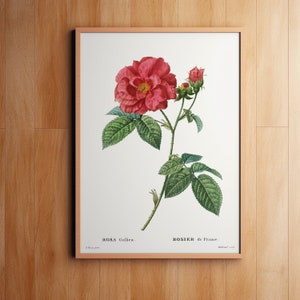Watercolor Rose, Botanical Print, Wall Decor, Giclee, Redoute Botanical Art, Flower Print, Vintage Botanical, Pierre-Joseph Redouté