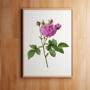 Agatha Rose, Botanical Print, Wall Decor, Giclee, Redoute Botanical Art, Flower Print, Vintage Botanical, Pierre-Joseph Redouté