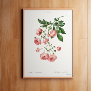 Roses in Botanical Print, Wall Decor, Giclee, Redoute Botanical Art, Rambler Roses Flower Print, Vintage Botanical, Pierre-Joseph Redouté