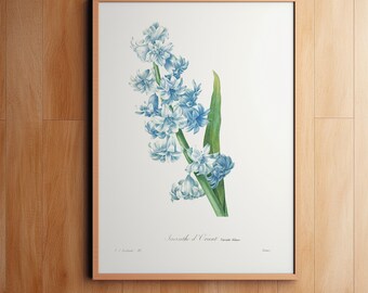 Impresión botánica azul, decoración de pared, Giclee, arte botánico Redoute, jacinto azul, estampado de flores, arte botánico vintage Pierre-Joseph Redouté