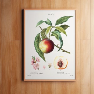 Impresión botánica de melocotón, decoración de pared, Giclee, arte botánico Redoute, impresión de frutas, botánico vintage, Pierre-Joseph Redouté