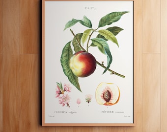 Könnte beinhalten: Eine botanische Illustration im Vintage-Stil einer  Pfirsich, mit dem wissenschaftlichen Namen "PERSICA vulgaris" und dem gebräuchlichen Namen "PÊCHER commun" darunter. Die Illustration zeigt einen ganzen Pfirsich, einen Querschnitt eines Pfirsichs und einen Zweig mit Blättern und Blüten.