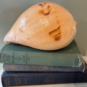 May include: A large, light brown conch shell with darker brown markings rests atop a stack of vintage books. The books are in varying shades of blue and green, with visible titles and author names. The shell's smooth surface contrasts with the textured book covers.