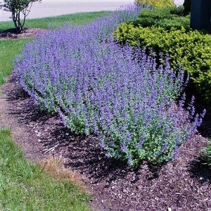 Catmint Walkers Low, One Gallon, Nepeta, Live Plants, Outdoor Garden