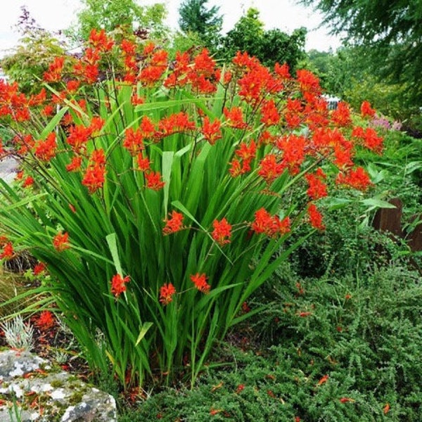 Crocosmia, Lucifer, Quart Container, Live Plant, Perennial, Outdoor Garden, Container Plant