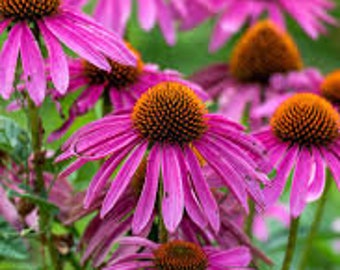 Purple Coneflower Seed Packet, 30 count