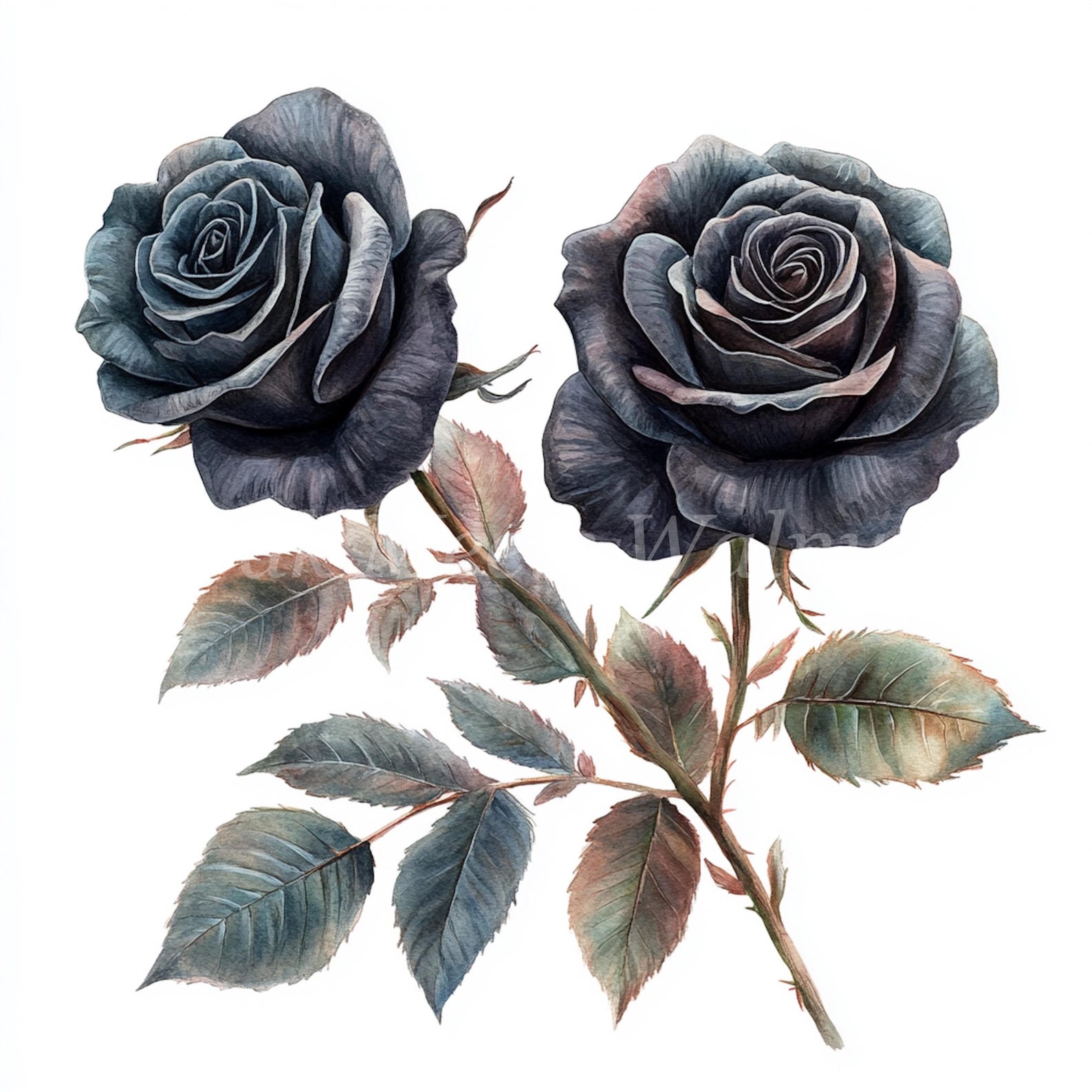 Black Roses Watercolor Clipart Bundle: Floral JPG Graphics (digital ...