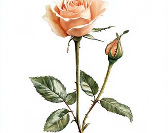 Peach Rose Watercolor Clipart – Floral Scrapbook Images (Digital Download)