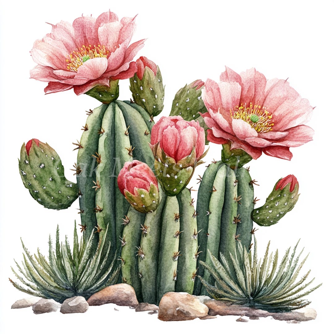 Watercolor Cactus Flower Clipart – Vintage Blooming Plant Illustrations ...