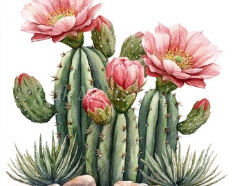 Puede incluir: Pintura acuarela de un cactus con flores rosas y hojas verdes. El cactus está rodeado de pequeñas piedras y una planta verde.