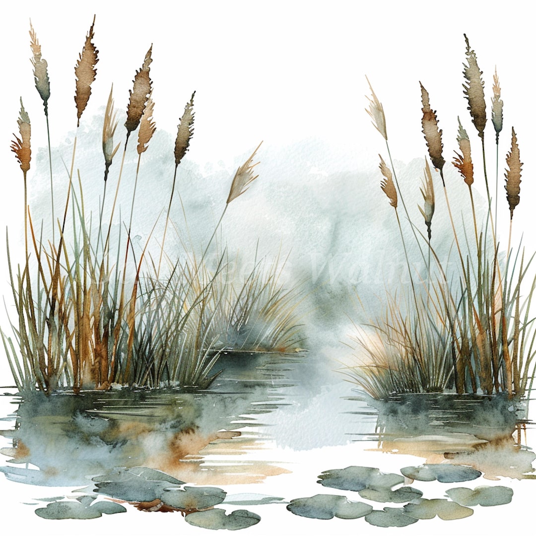 Watercolour Reeds Cattails and Reeds in Water Pond- 10 High Quality Watercolor Jpgs ...