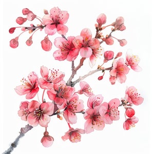 Cherry Blossom Branch Watercolor Clipart Bundle- 10 High Quality Watercolor JPGs, Sakura Season,, Paper Craft,Junk Journals,Digital Download