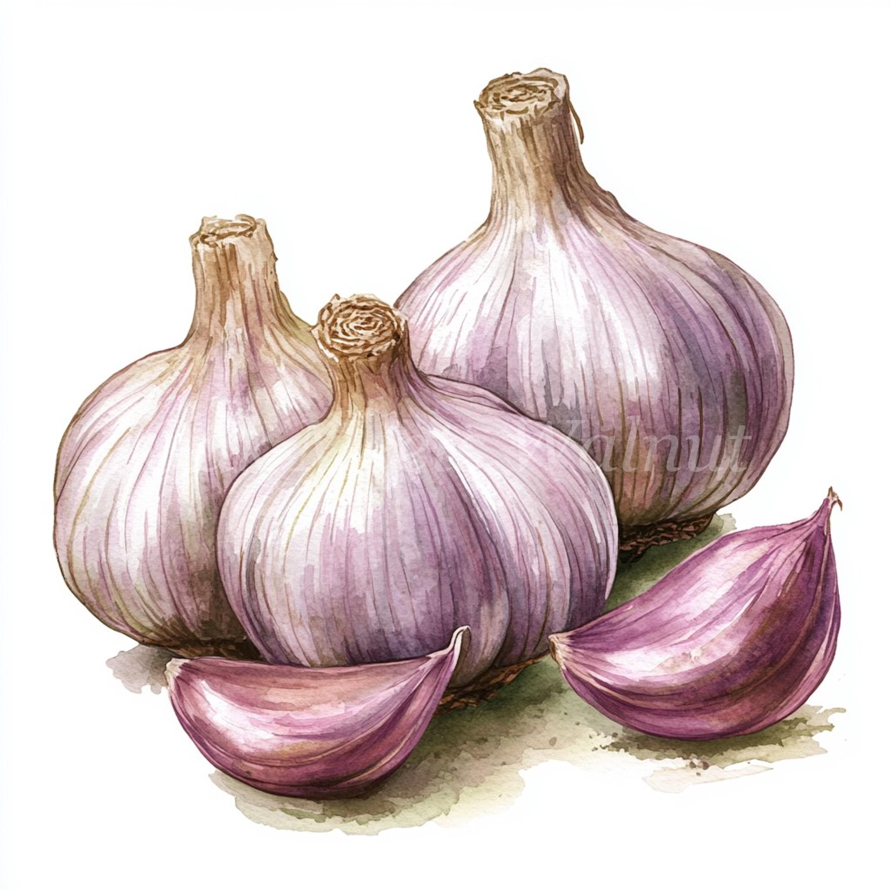 Watercolor Garlic Clipart Bundle – High-resolution Jpgs (digital ...