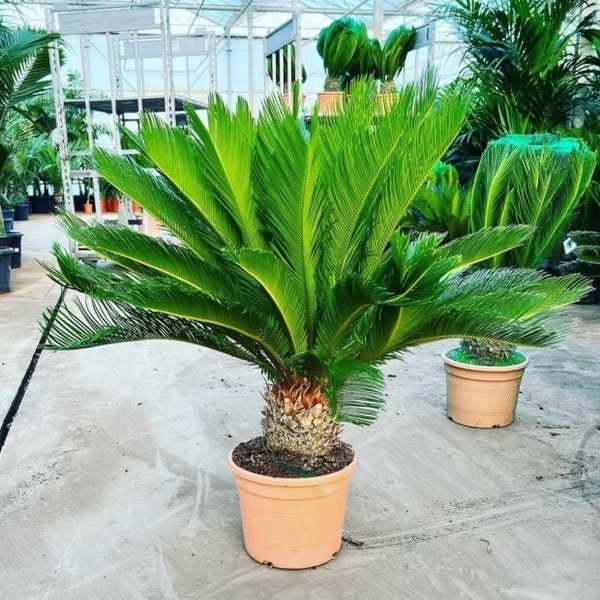 King Sago Palm | 4 Feet Overall Height | 10” Grower Pot | Modern Indoor Live Exotic Tropical Plant