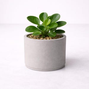 Puede incluir: Una peque&ntilde;a planta verde vibrante con hojas redondeadas en una maceta cil&iacute;ndrica de hormig&oacute;n gris claro. La maceta est&aacute; llena de peque&ntilde;os guijarros de color marr&oacute;n claro. La planta est&aacute; centrada sobre un fondo blanco.