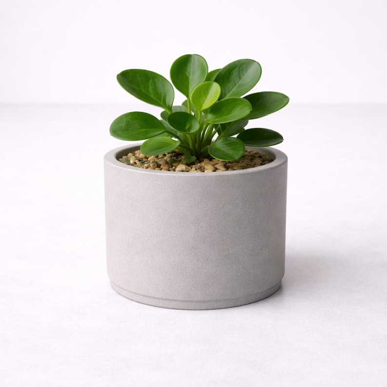 Puede incluir: Una peque&ntilde;a planta verde vibrante con hojas redondeadas en una maceta cil&iacute;ndrica de hormig&oacute;n gris claro. La maceta est&aacute; llena de peque&ntilde;os guijarros de color marr&oacute;n claro. La planta est&aacute; centrada sobre un fondo blanco.