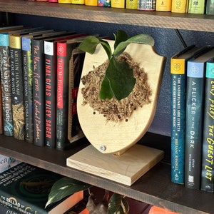 May include: A wooden plant stand with a shield-shaped top, holding a green air plant with moss. The stand is on a bookshelf with a variety of books, including "The Last Word" by Taylor Adams and "The Guest List" by Lucy Foley.