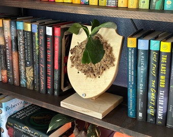Baltic Birch Epiphyte Mount, Staghorn Fern Stand