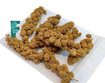 Sprouted Millet Sprays: Freeze-Dried Healthy Treat for Parrots, Pigeons, Rodents, Chickens