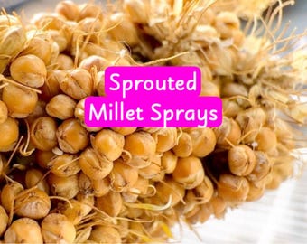 Sprouted Millet Sprays: Freeze-Dried Crunchy Treat for Parrots, Pigeons, Rodents