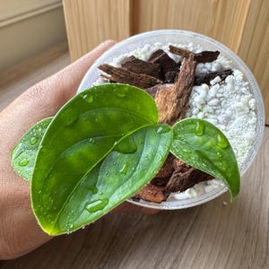 Monstera Pinnatipartitas 2x