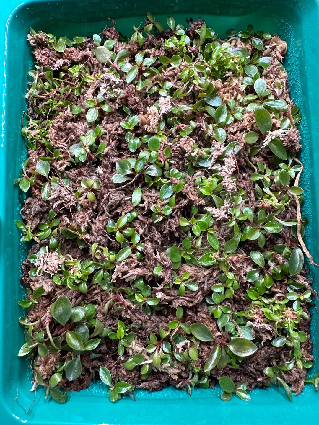 Reverted Variegated Red Congo 100+ Full Tray - Etsy