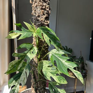 Large Epipremnum Pinnatum Marble