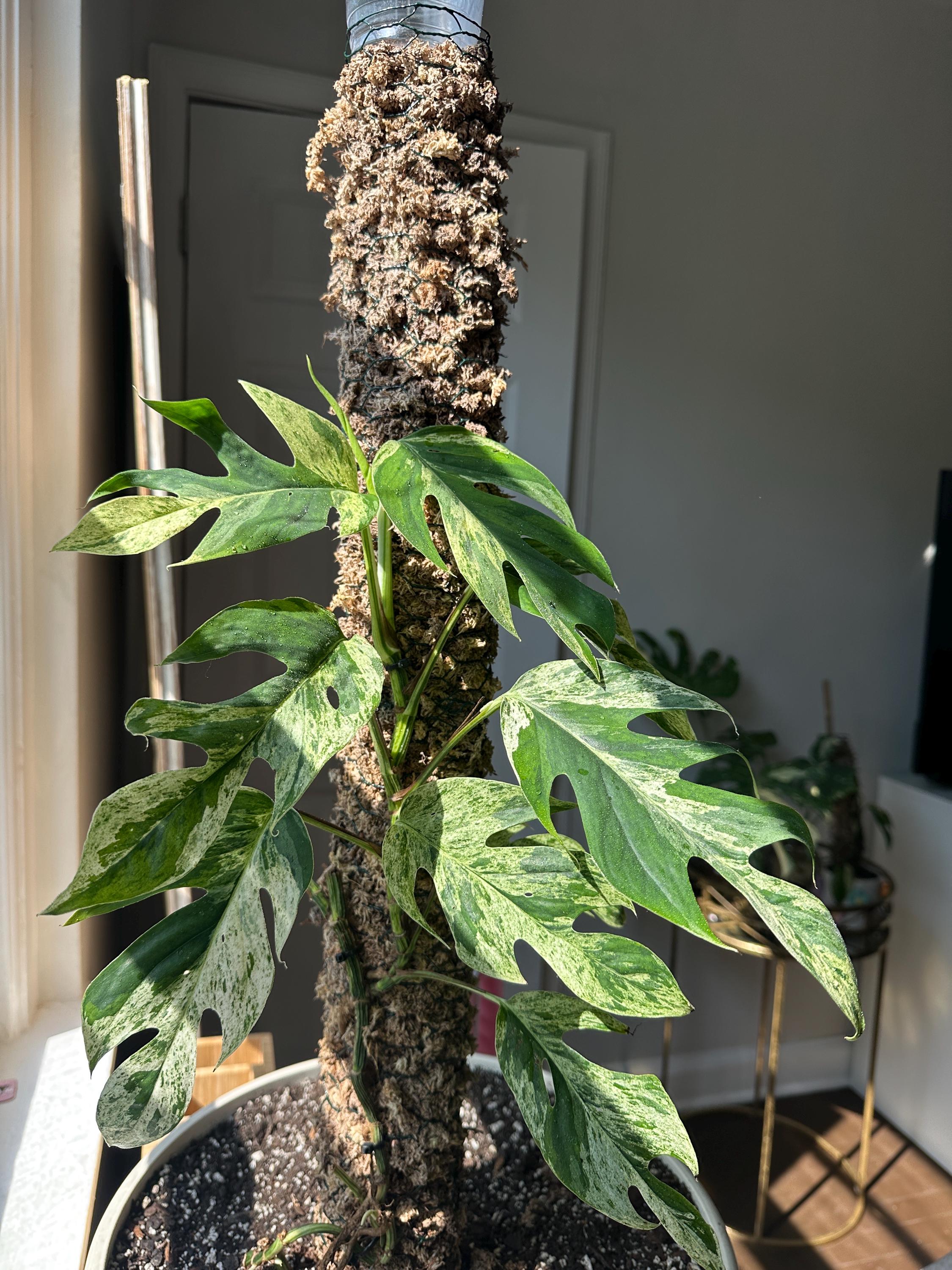Epipremnum pinnatum variegated - Etsy 日本