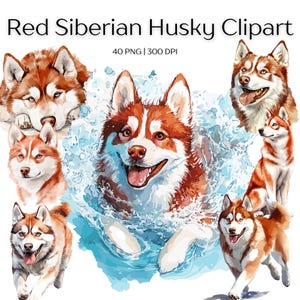 Clipart Husky de Sibérie rouge et blanc, clipart, Husky de Sibérie rouge et blanc, Husky, Husky de Sibérie rouge et blanc, Clipart Animal, chien mignon